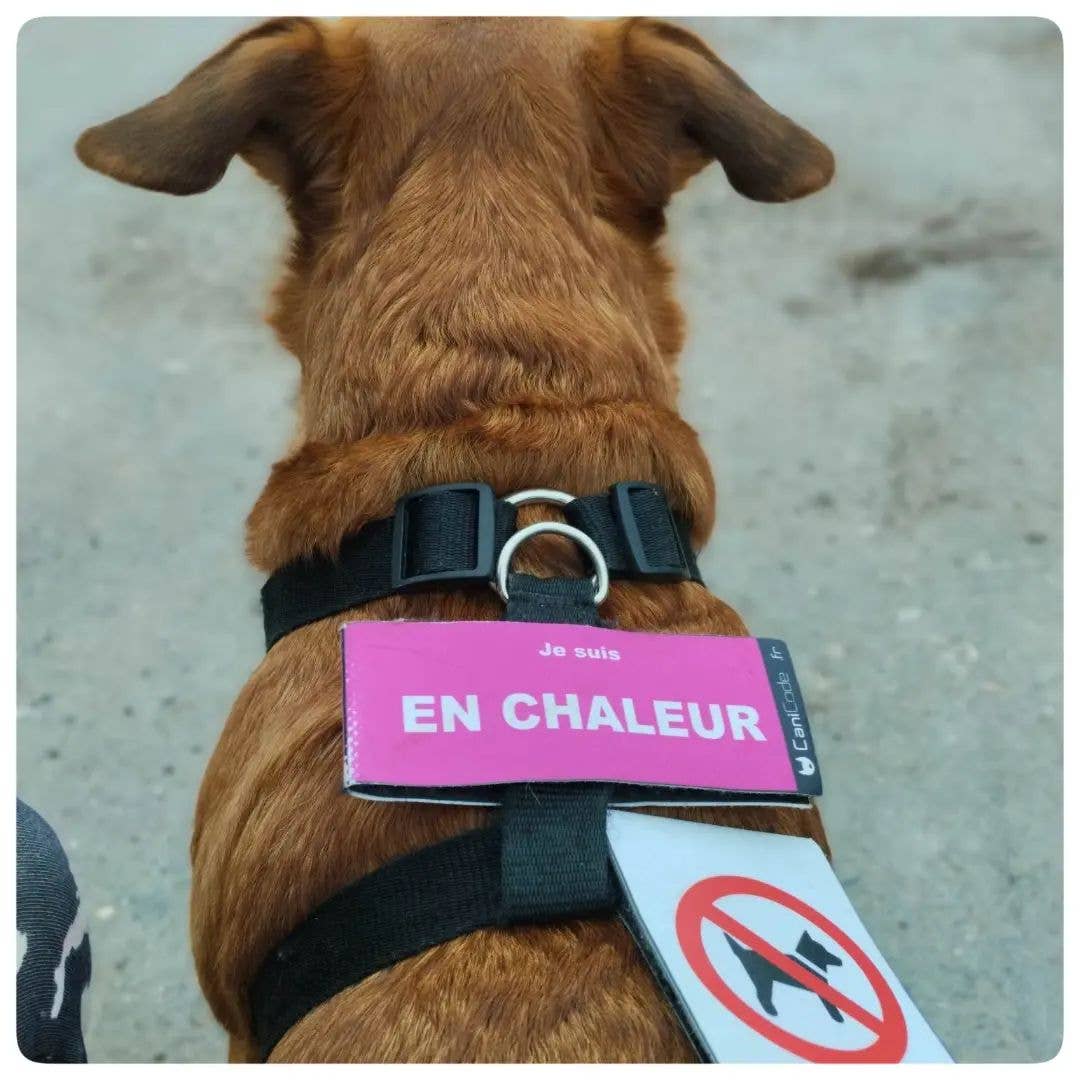 Scratch recto/verso CaniCode® EN CHALEUR