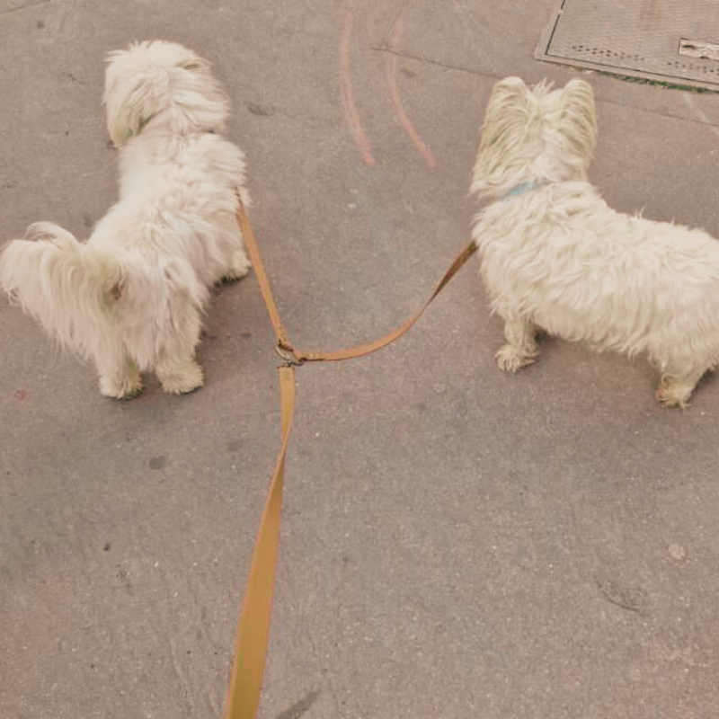 Coupleur laisse chien - biothane - coloris au choix