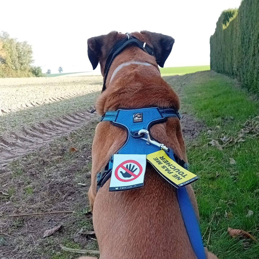 Scratch recto/verso CaniCode® NE PAS ME TOUCHER