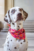 Bandana Bellagio