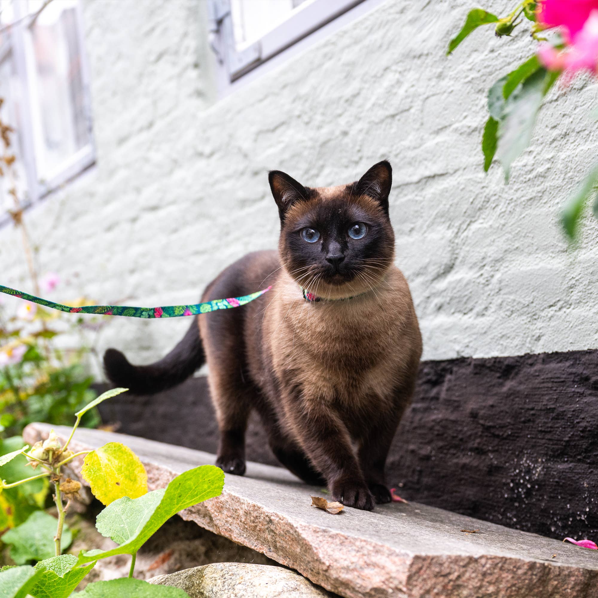 Ensemble harnais et laisse pour chat - Tropical