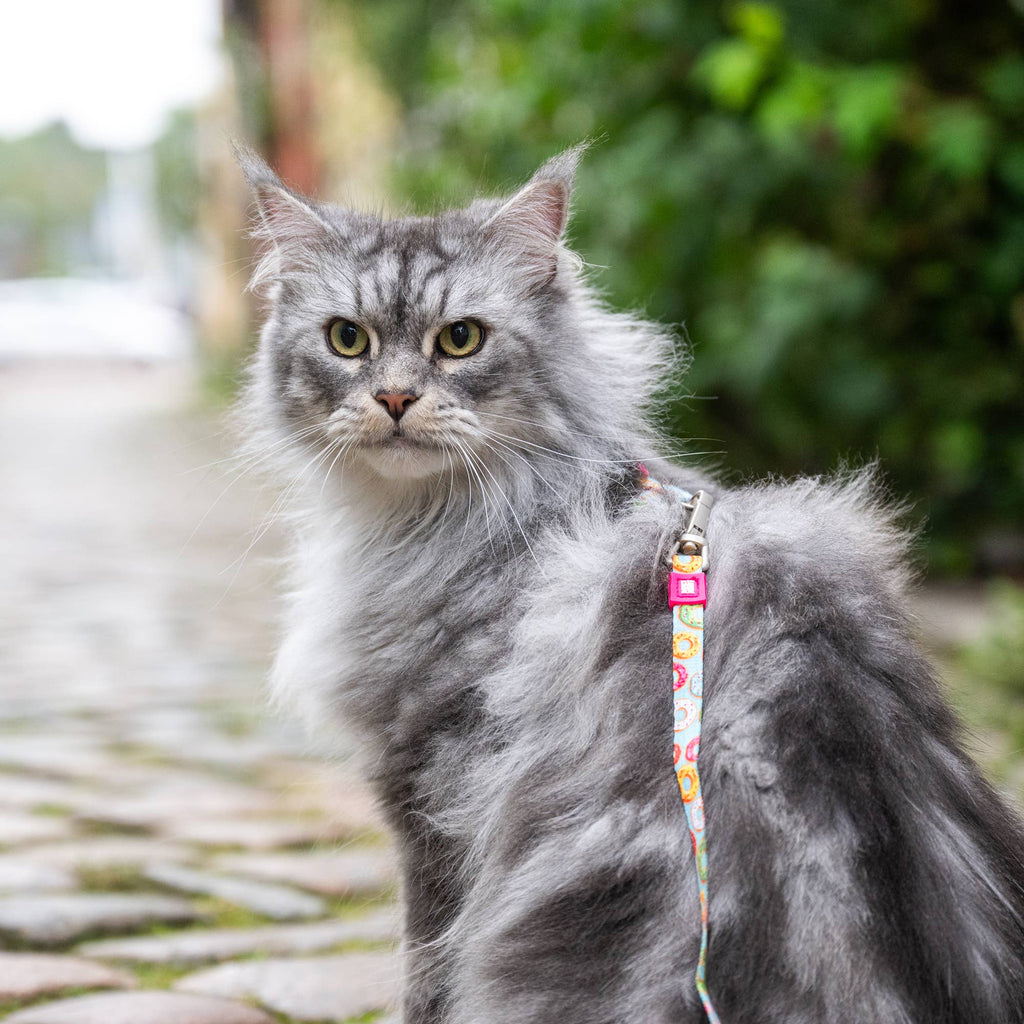 Ensemble harnais et laisse pour chat - Donuts