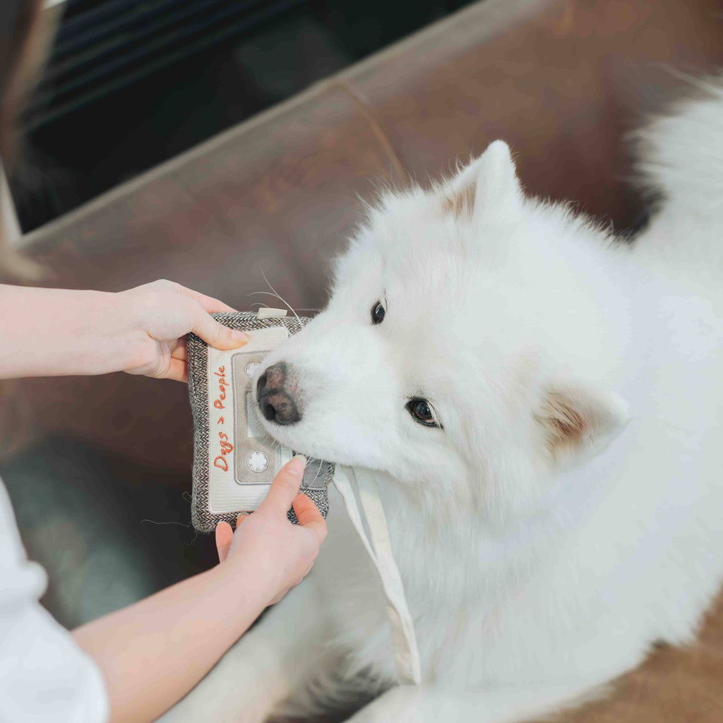 Jouet pour chien CASSETTE - Fouille
