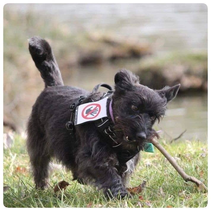 Scratch recto/verso CaniCode® PICTO MAIN