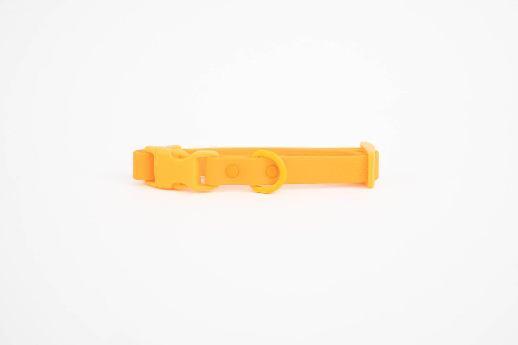 Le collier pour chien Fritz