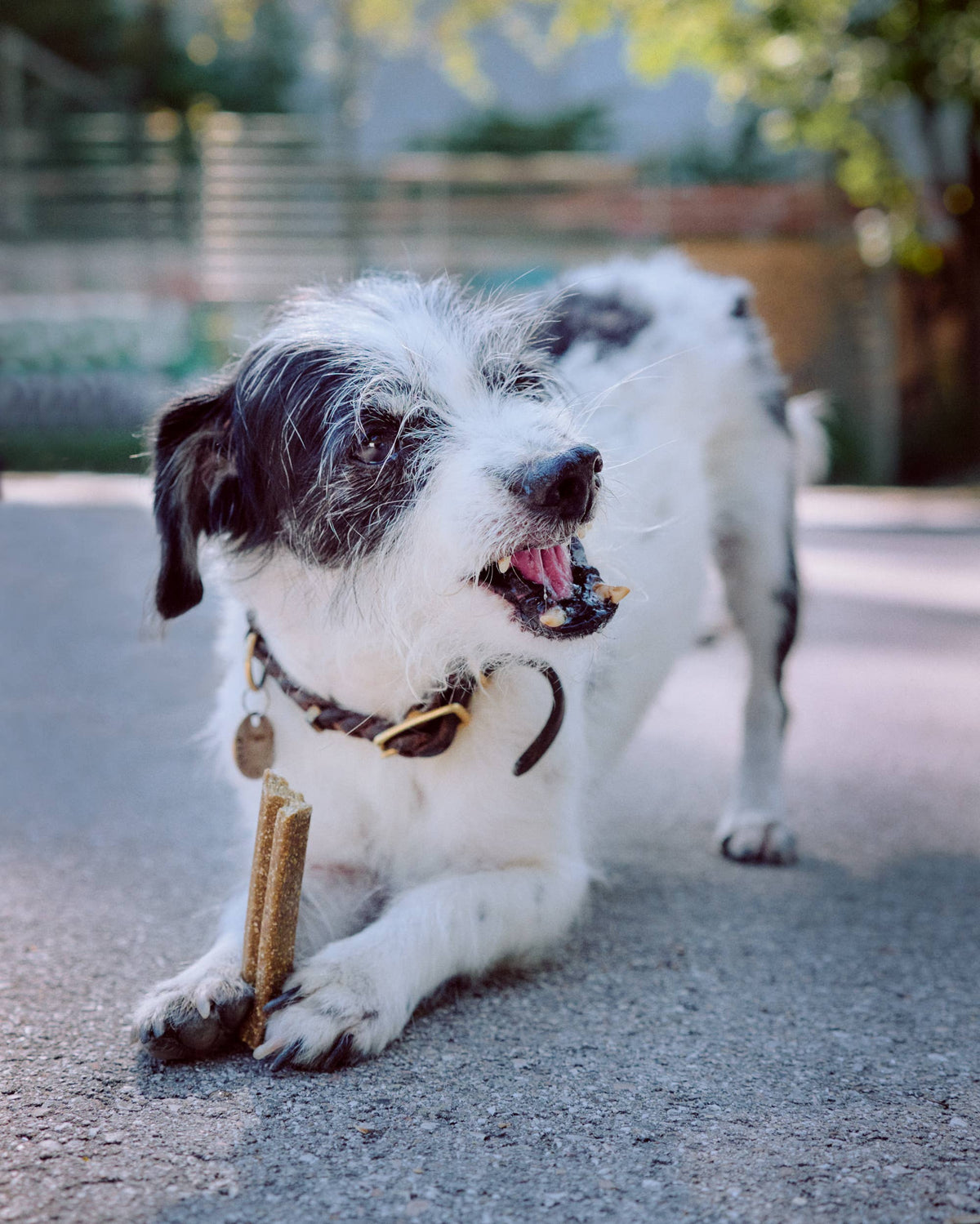 VEGDOG Mobilities 115 g – Friandises à la glucosamine végétale pour les articulations