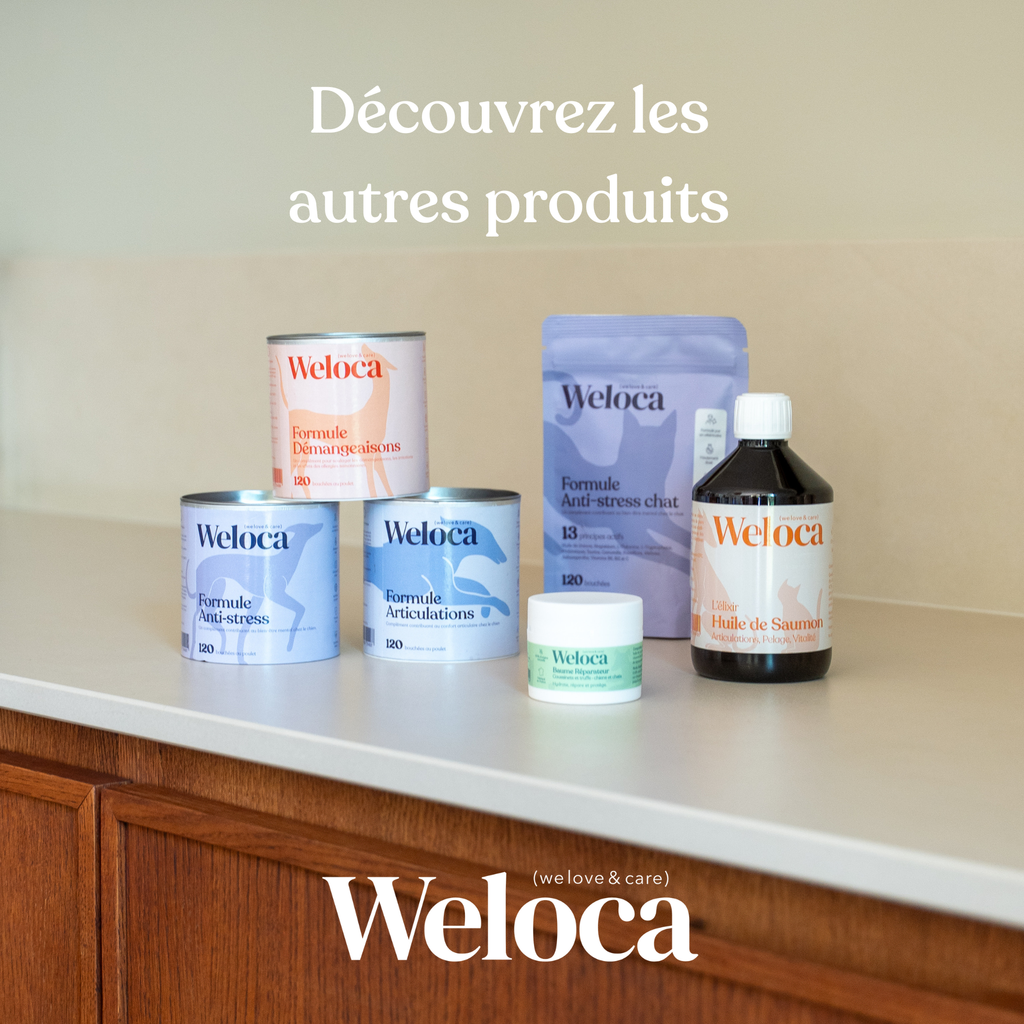 Bouchées articulaires pour chien - 60 bouchées - WELOCA