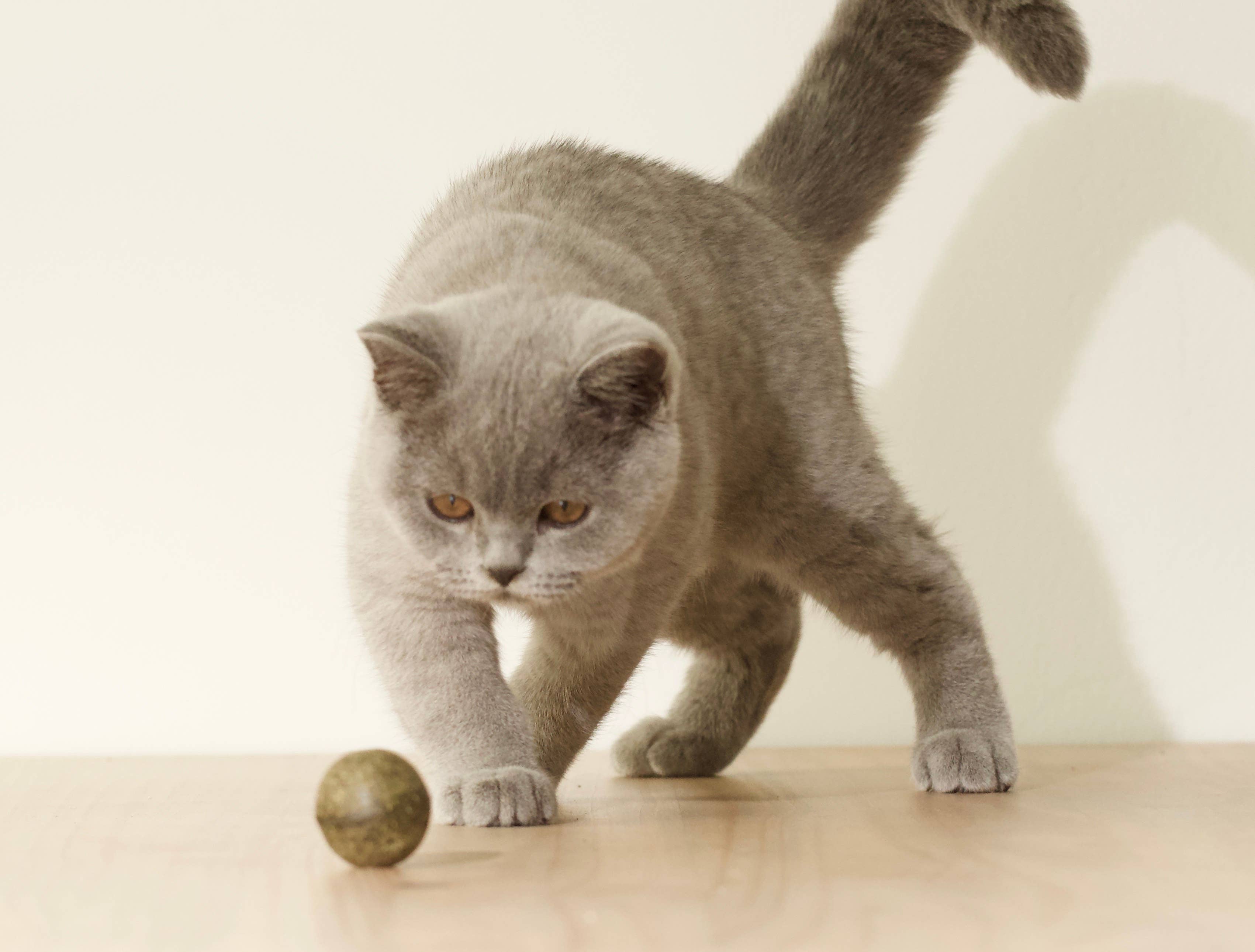 BOULETTE - Petite balle d'herbe aux chats 20g