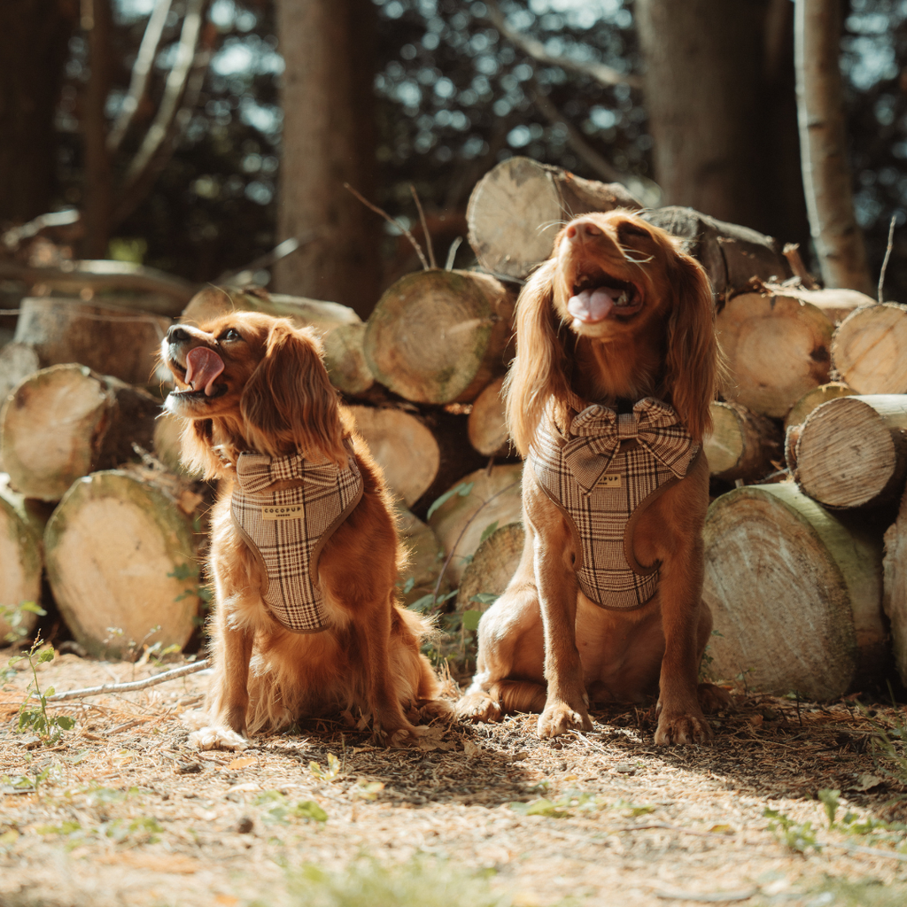 Nœud papillon Check Pup Tweed Brun – Cocopup London