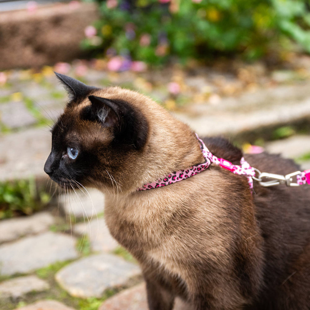 Ensemble harnais et laisse pour chat, rose léopard