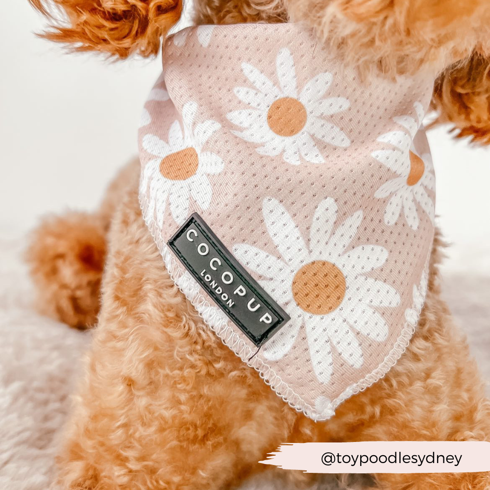 Bandana à chaîne Daisy