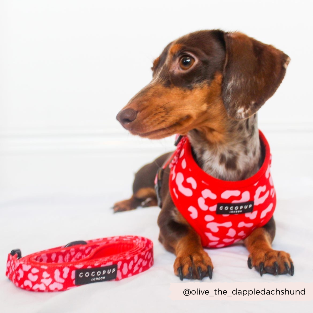 Laisse Red & Pink Leopard – Cocopup London