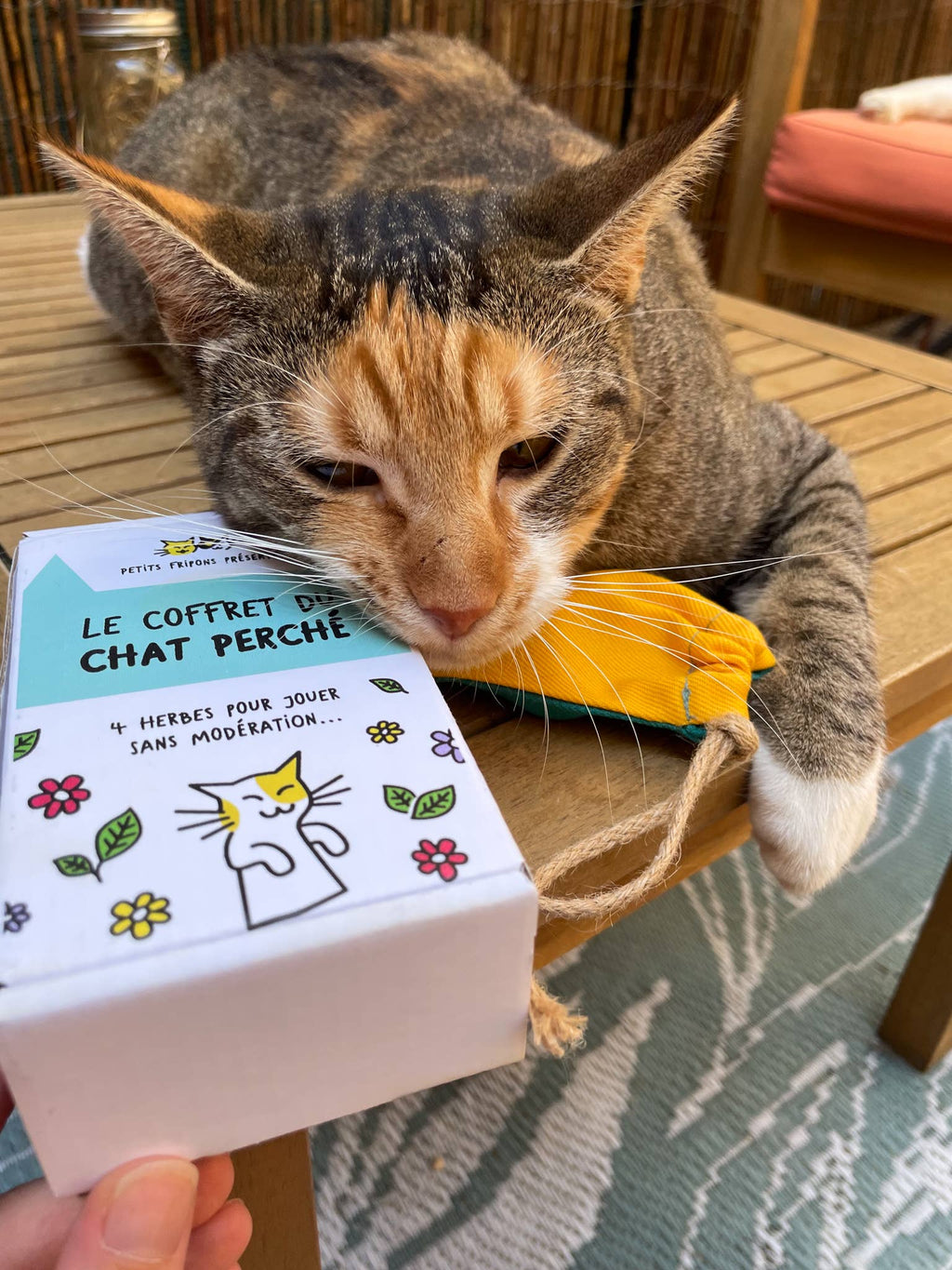 Coffret découverte herbes aux chats