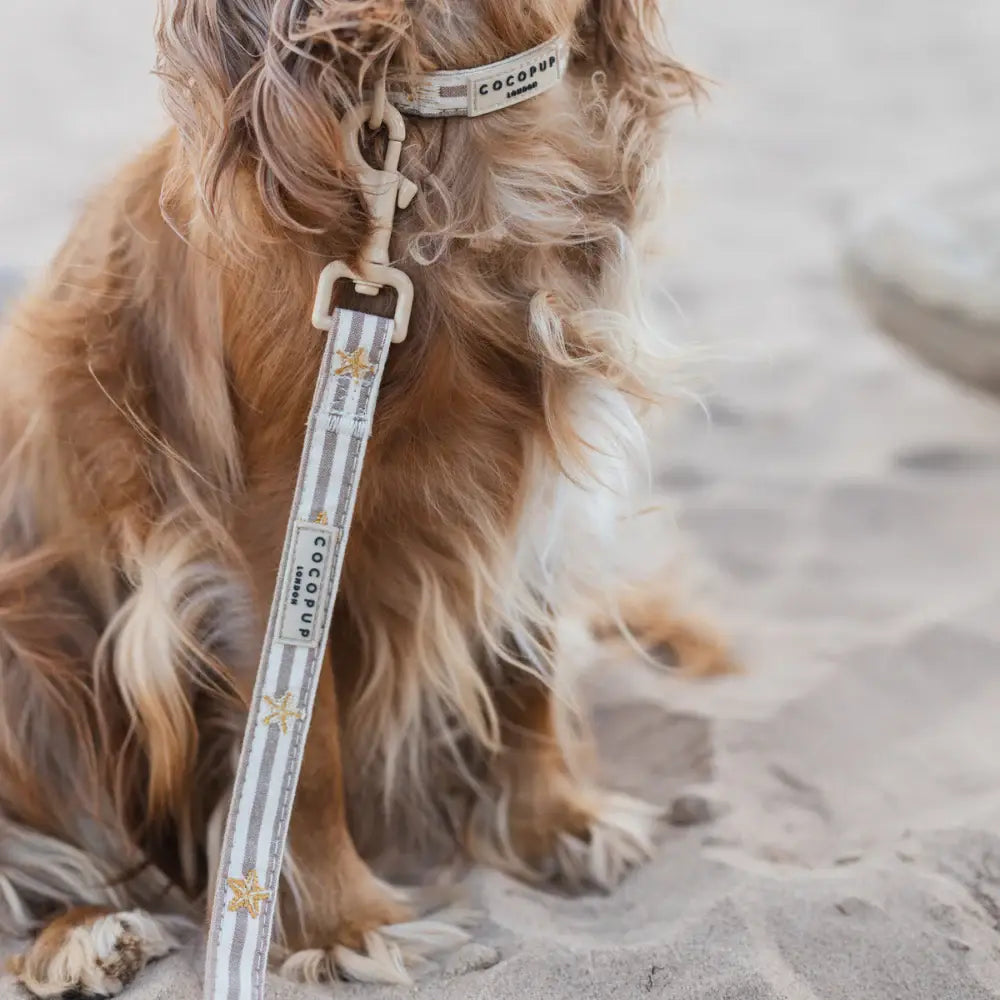 Laisse Sandy Starpaws – Cocopup London
