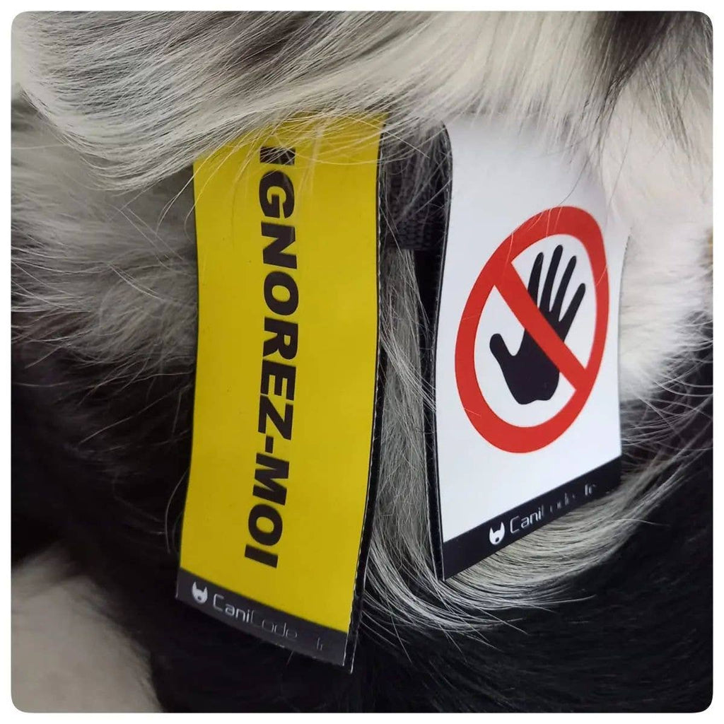 Scratch recto/verso CaniCode® PICTO MAIN