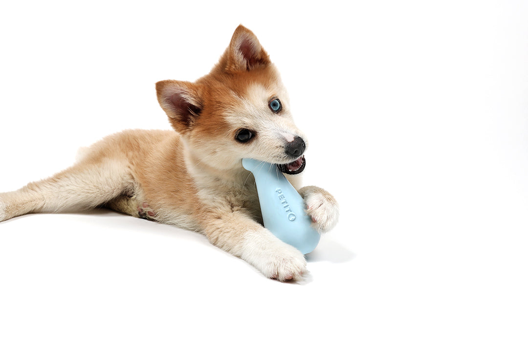 Jouet pour chiot