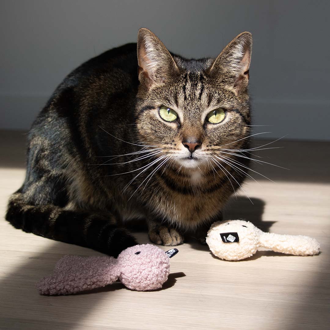 Jouet pour chat CLOVER