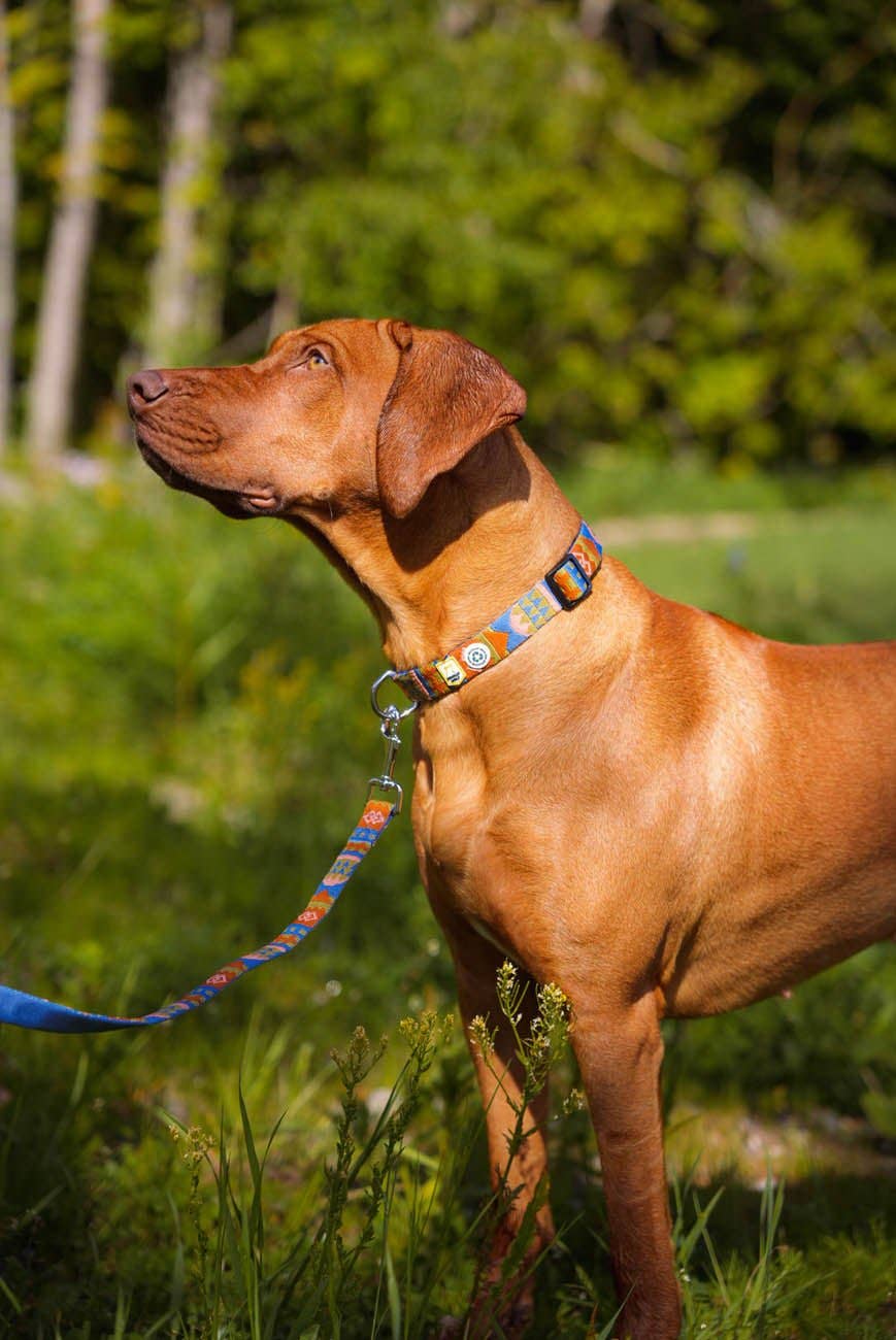 Collier pour chien Nightless Night recyclé (RPET)