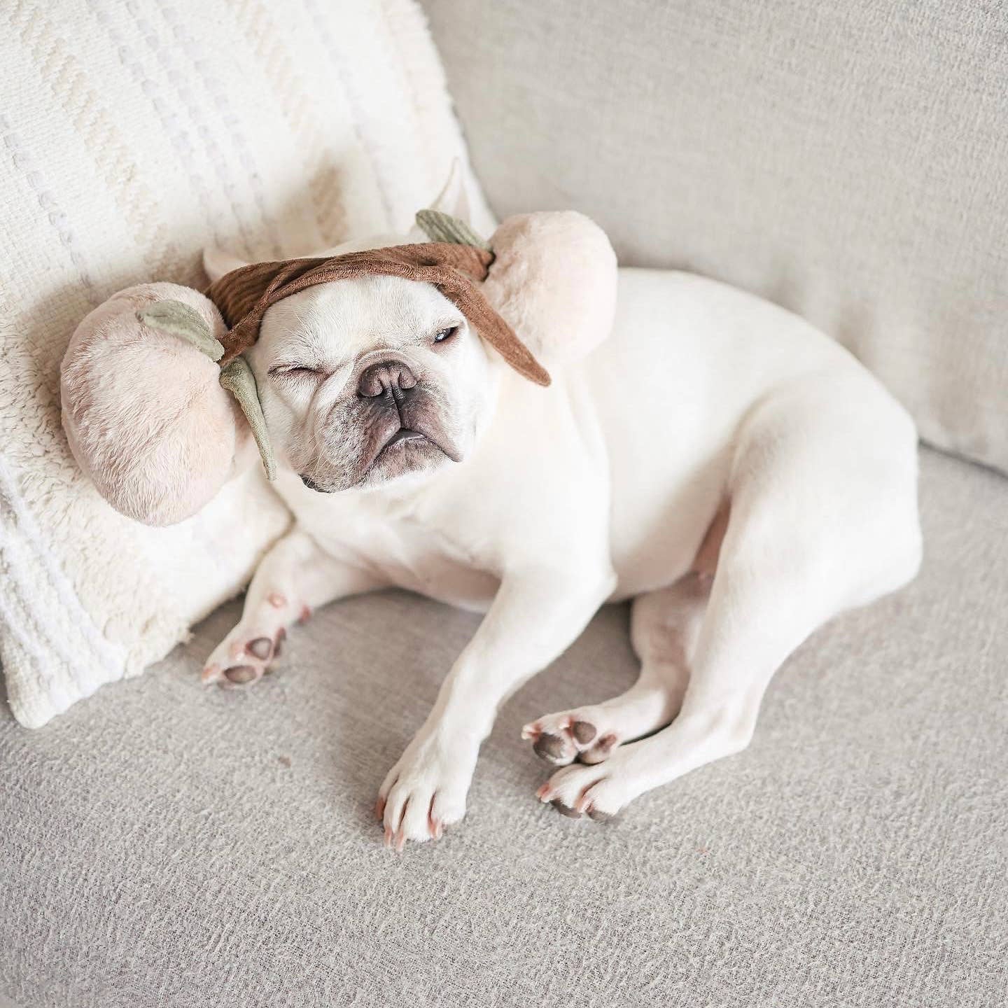 MOMO-Jouet d'enrichissement