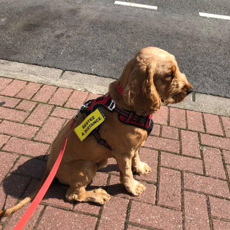 Scratch recto/verso CaniCode® RESTEZ À DISTANCE