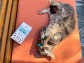 Le Coffret du Chat Perché – 4 herbes à chat bio