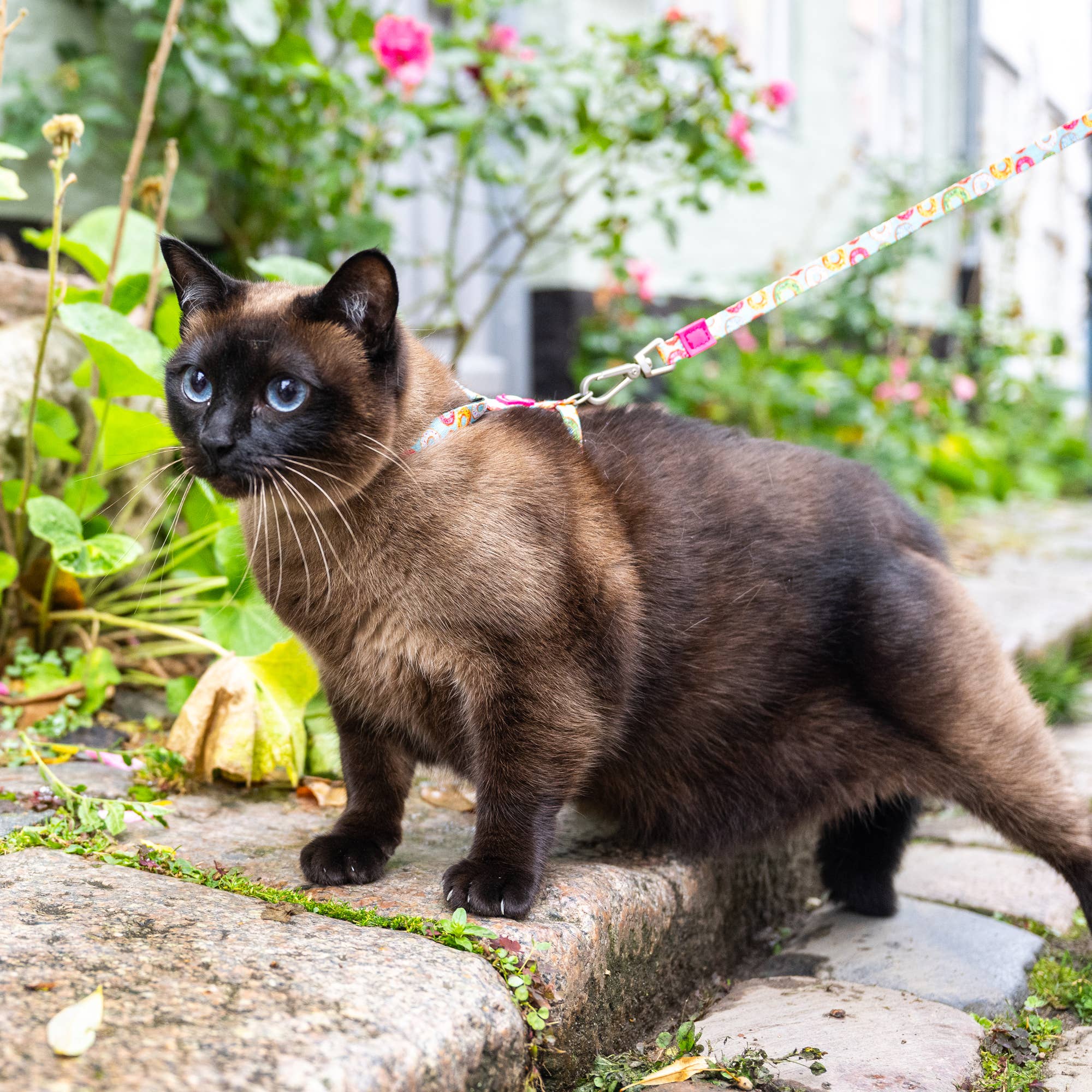 Ensemble harnais et laisse pour chat - Donuts