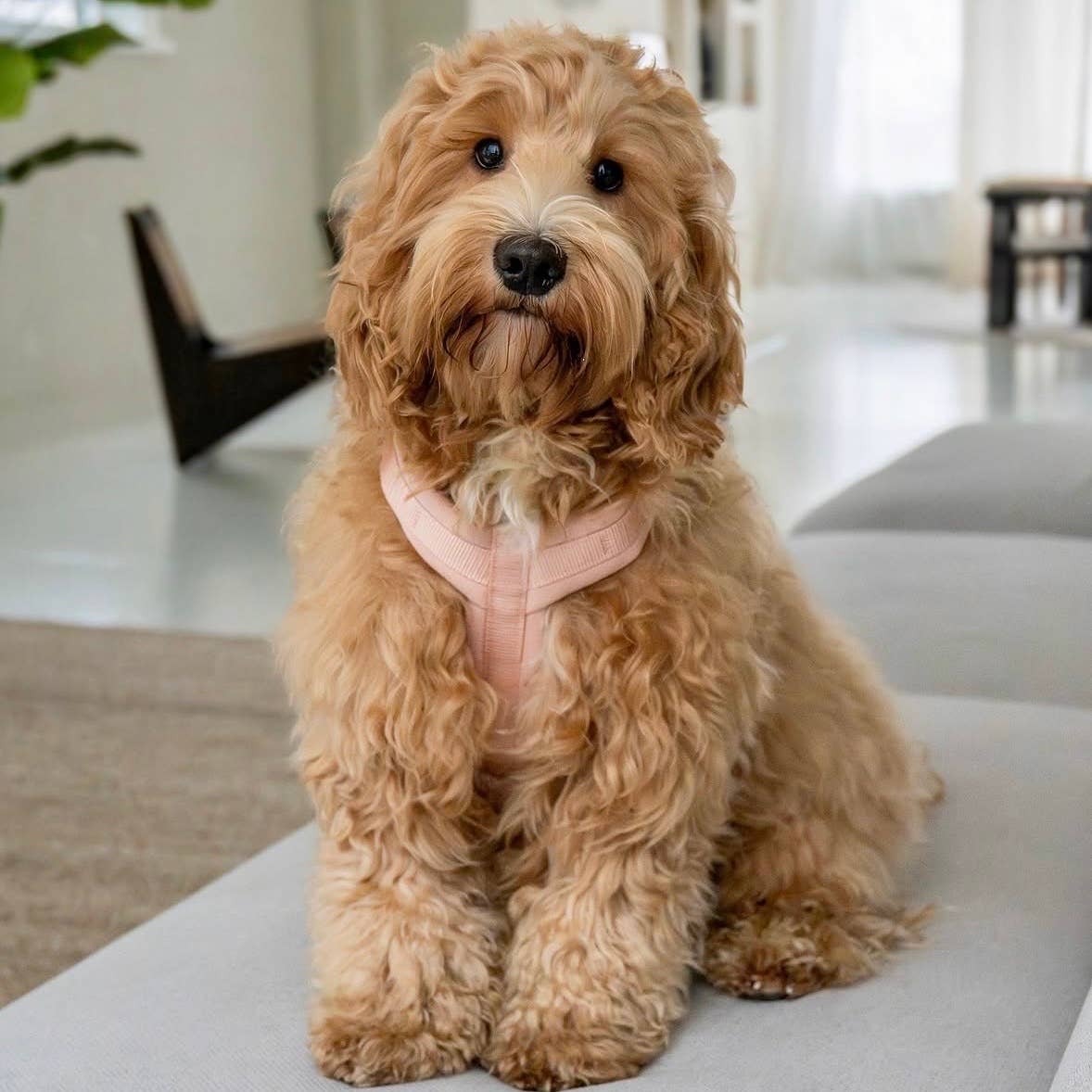 (Pré-commande)Harnais de confort pour chien Furlou – Rose poudré