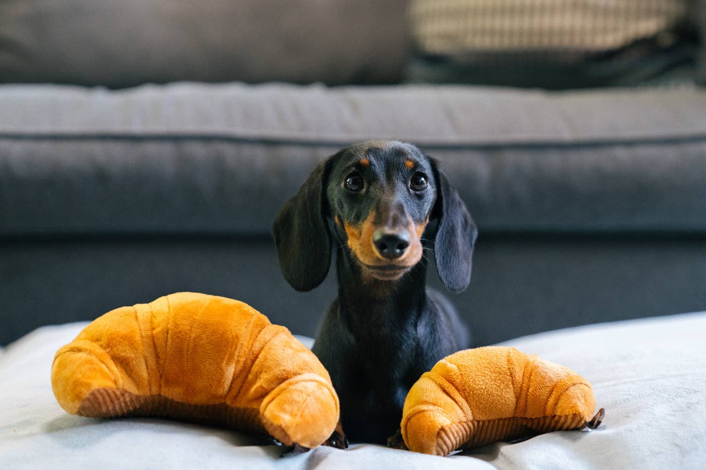 Croissant - Jouet pour chien