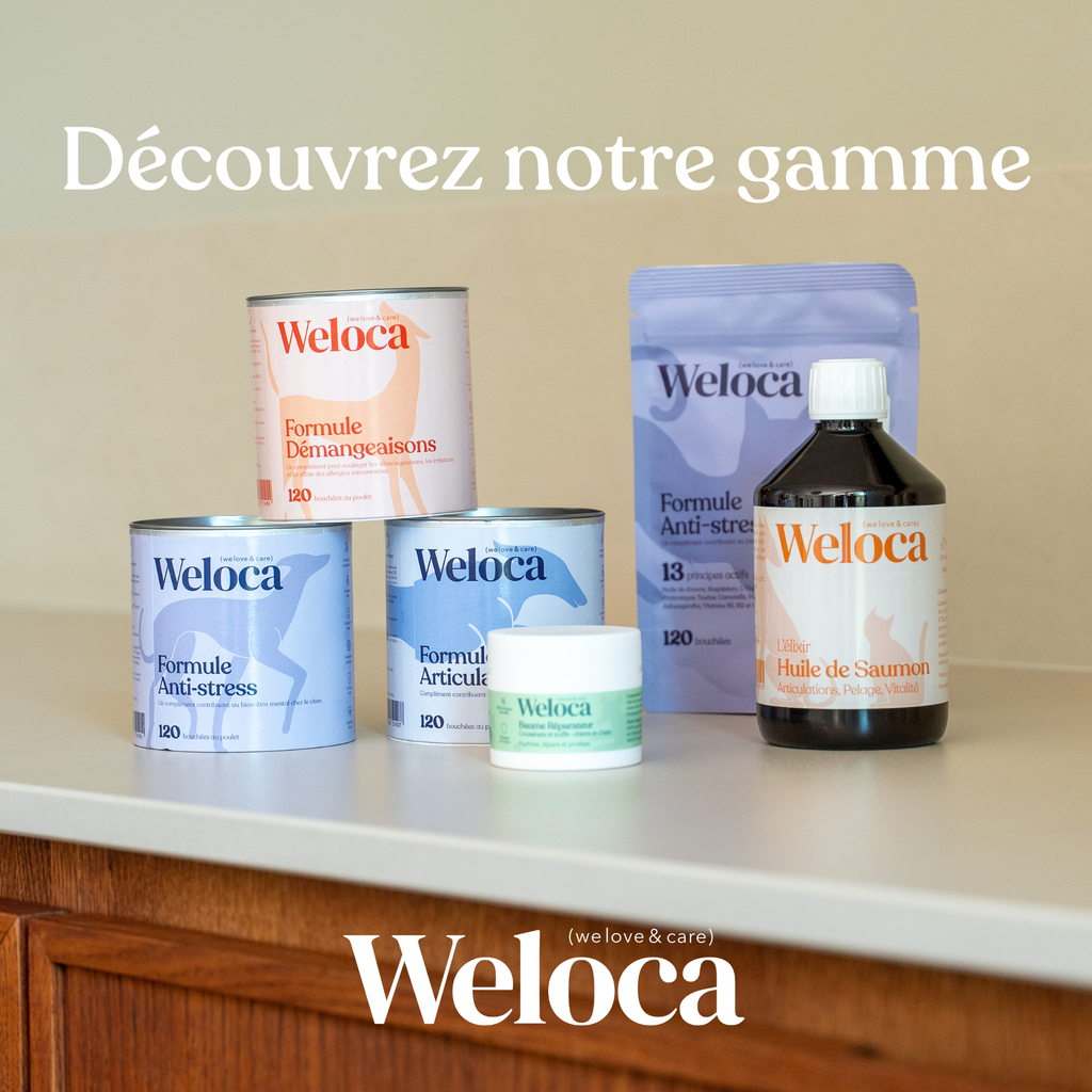 Weloca – Complément Démangeaisons pour chien (120 bouchées)