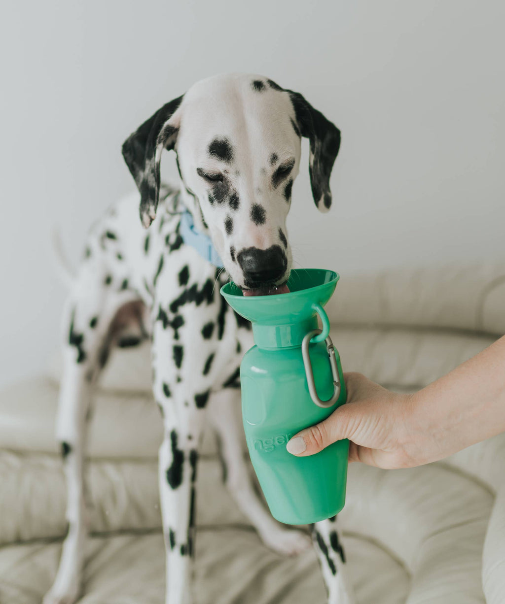 Springer Pet - Gourde 650ml