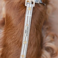Laisse Sandy Starpaws – Cocopup London