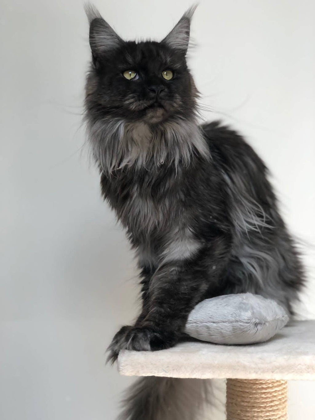 CACHEMIR' - Coussin à la Valériane apaisant pour chat