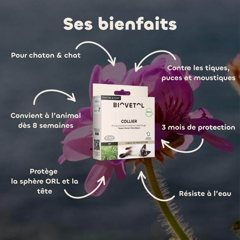 Collier insectifuge - chaton et chat