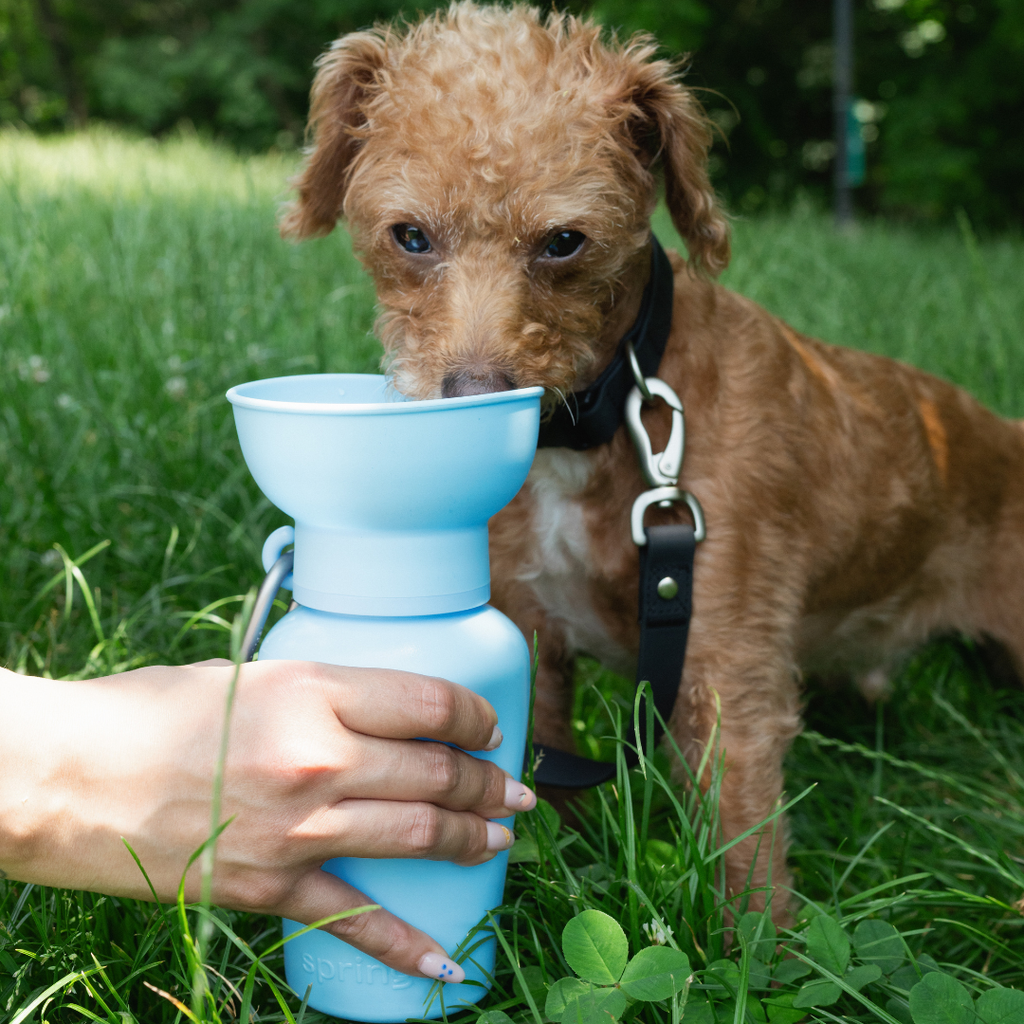 Gourde Portable Springland Pets — 591 ml