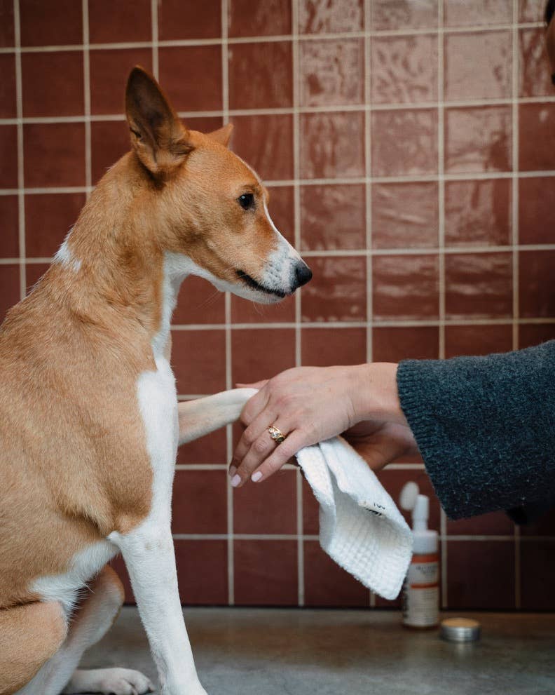 Nettoyant pattes rechargeable pour chiens