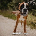 Bois de Cerf Rouge CANOPHERA – Mastication Naturelle