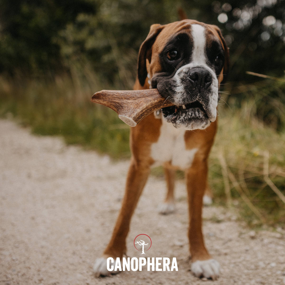 Bois de Cerf Rouge CANOPHERA – Mastication Naturelle