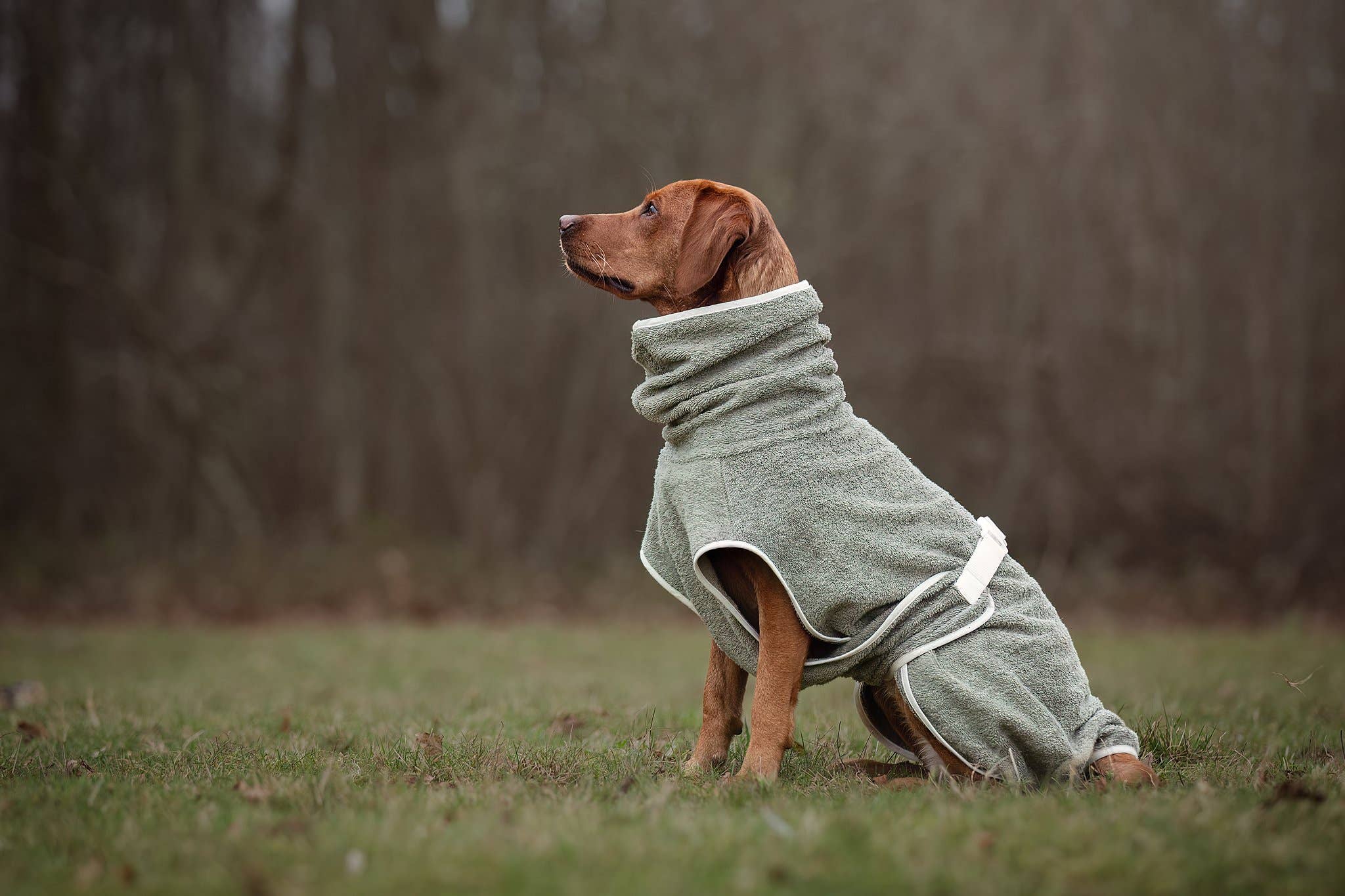 Peignoir pour chien fait main