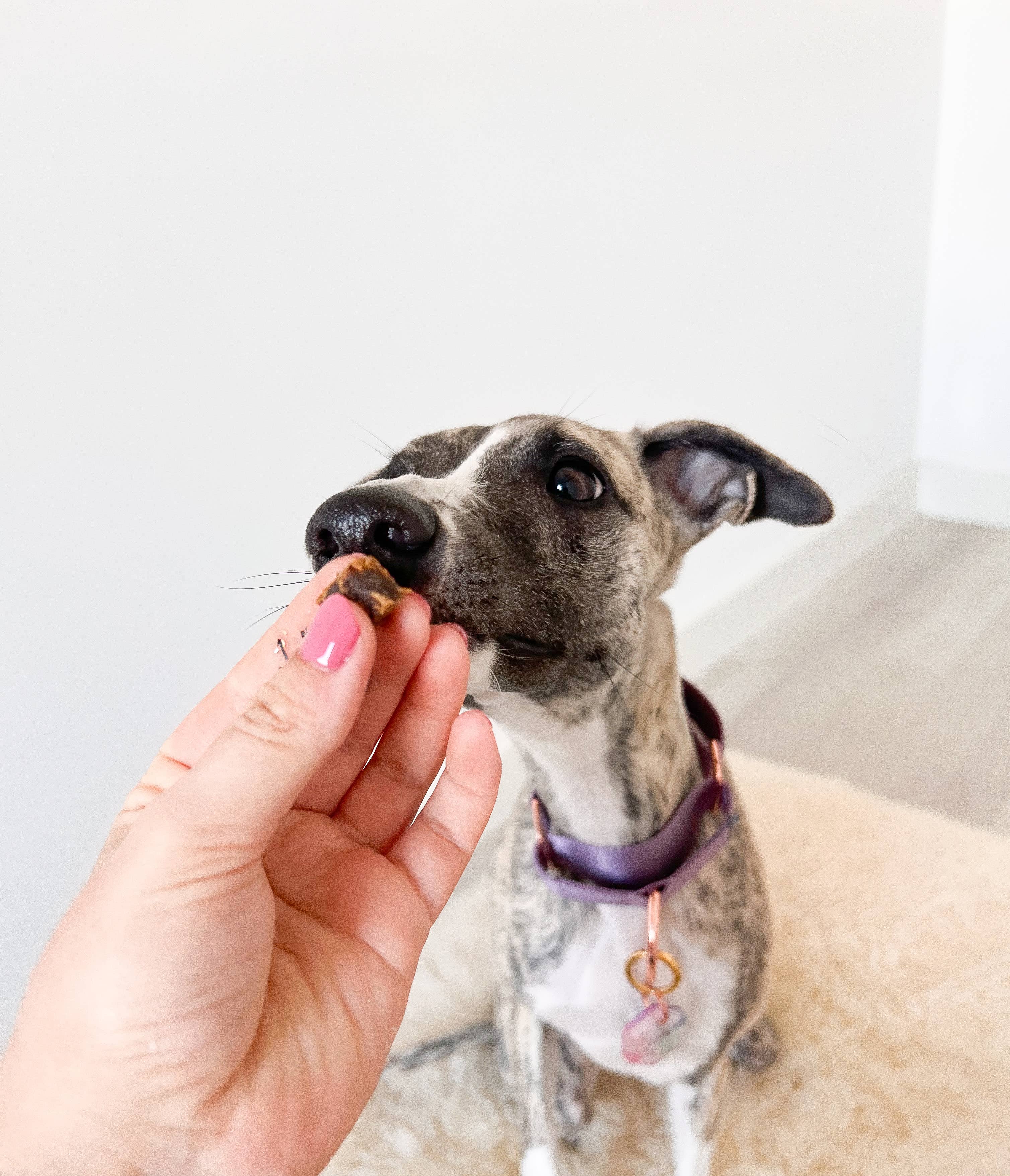 Snack pour chien - Lapin - 100 g