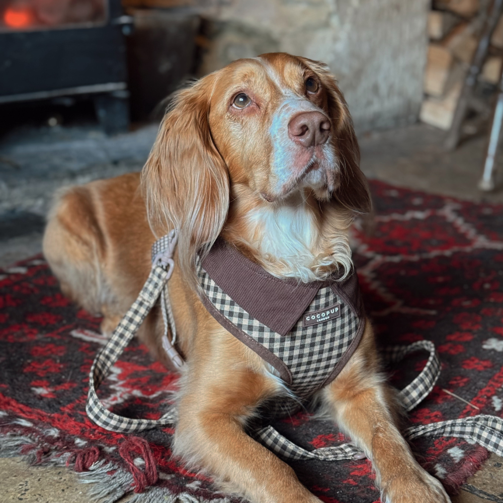 Laisse Cotswolds Check – Cocopup London