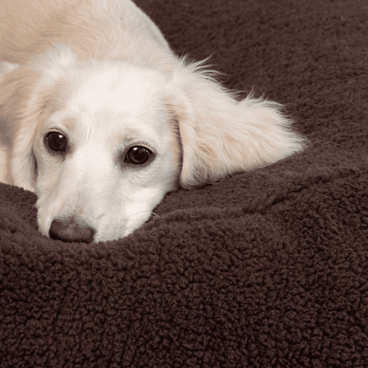 Pouf pour Chien & Chat Teddy Chocolat – Couchage Rond & Moelleux