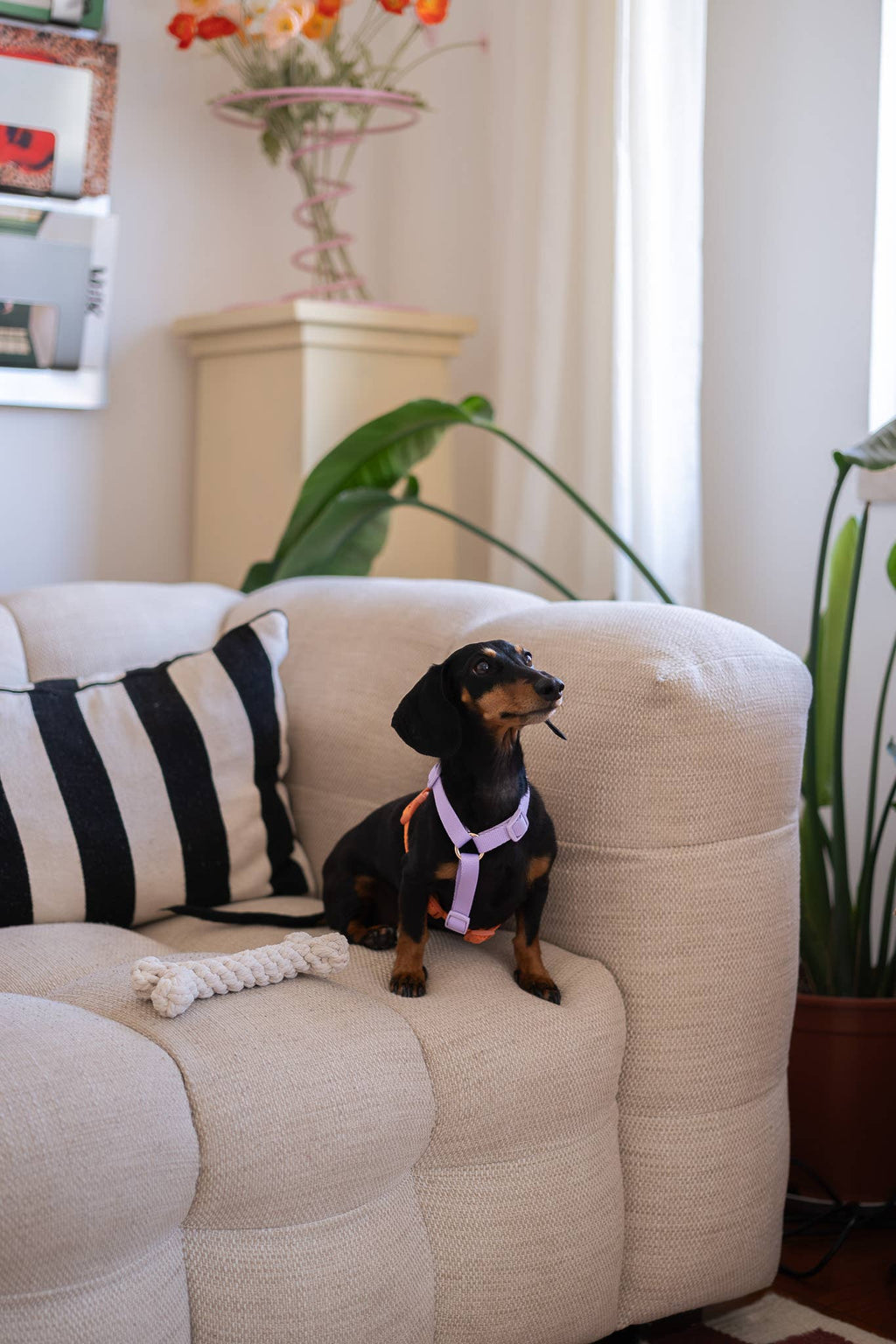 (Pré-commande)Harnais à sangles pour chien Furlou – Lavande & Terre cuite