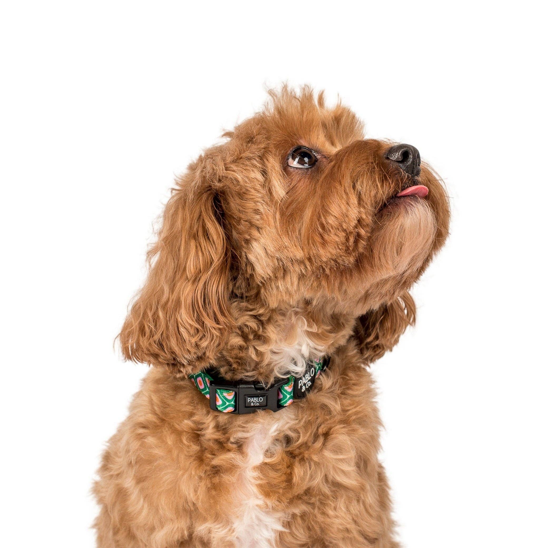 Style années 70 : collier pour chien