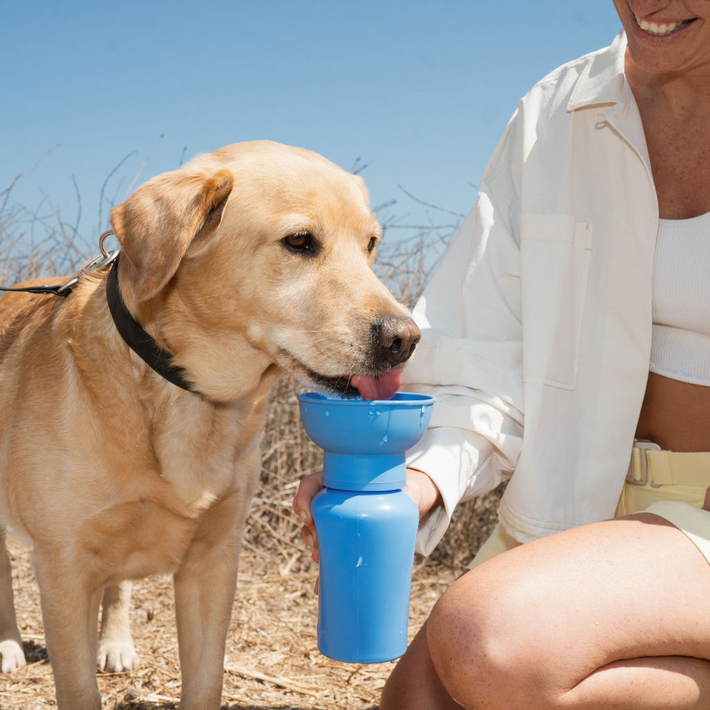 Gourde Portable Springland Pets — 591 ml