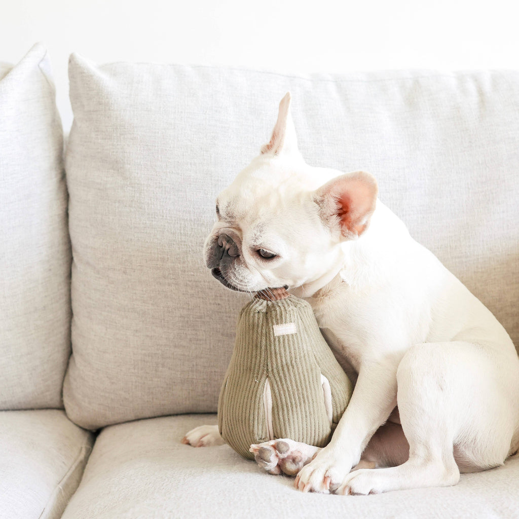 Jouet pour chien BUTTERNUT - Fouille