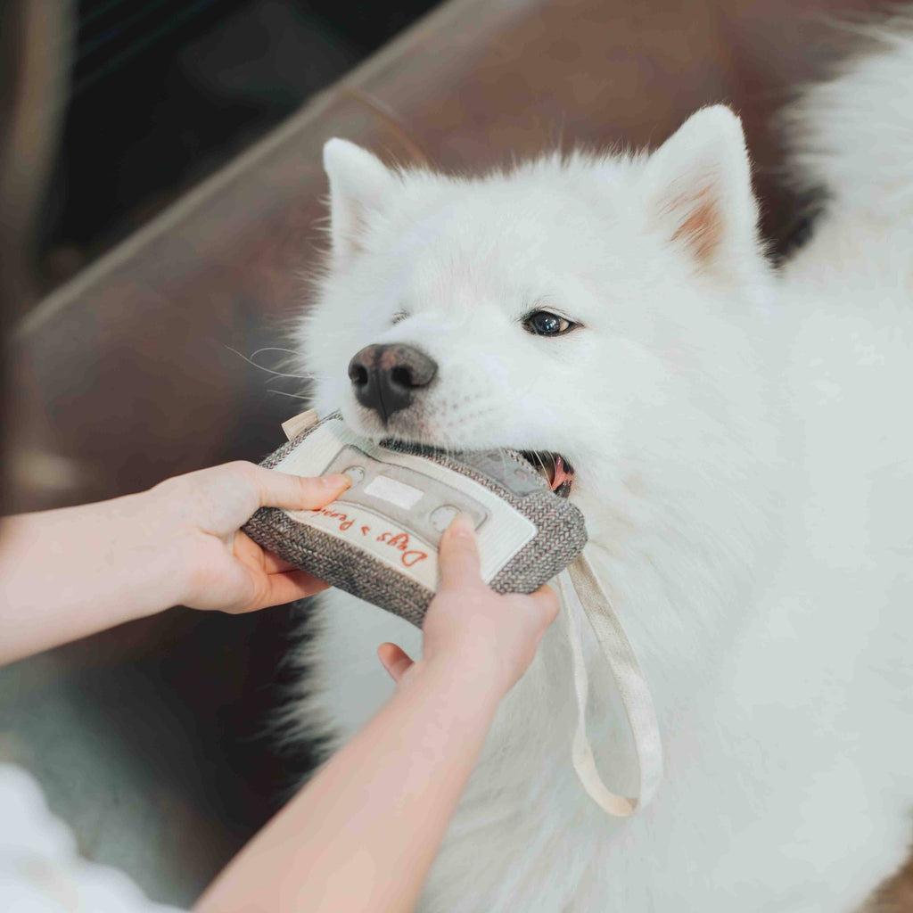 Jouet pour chien CASSETTE - Fouille