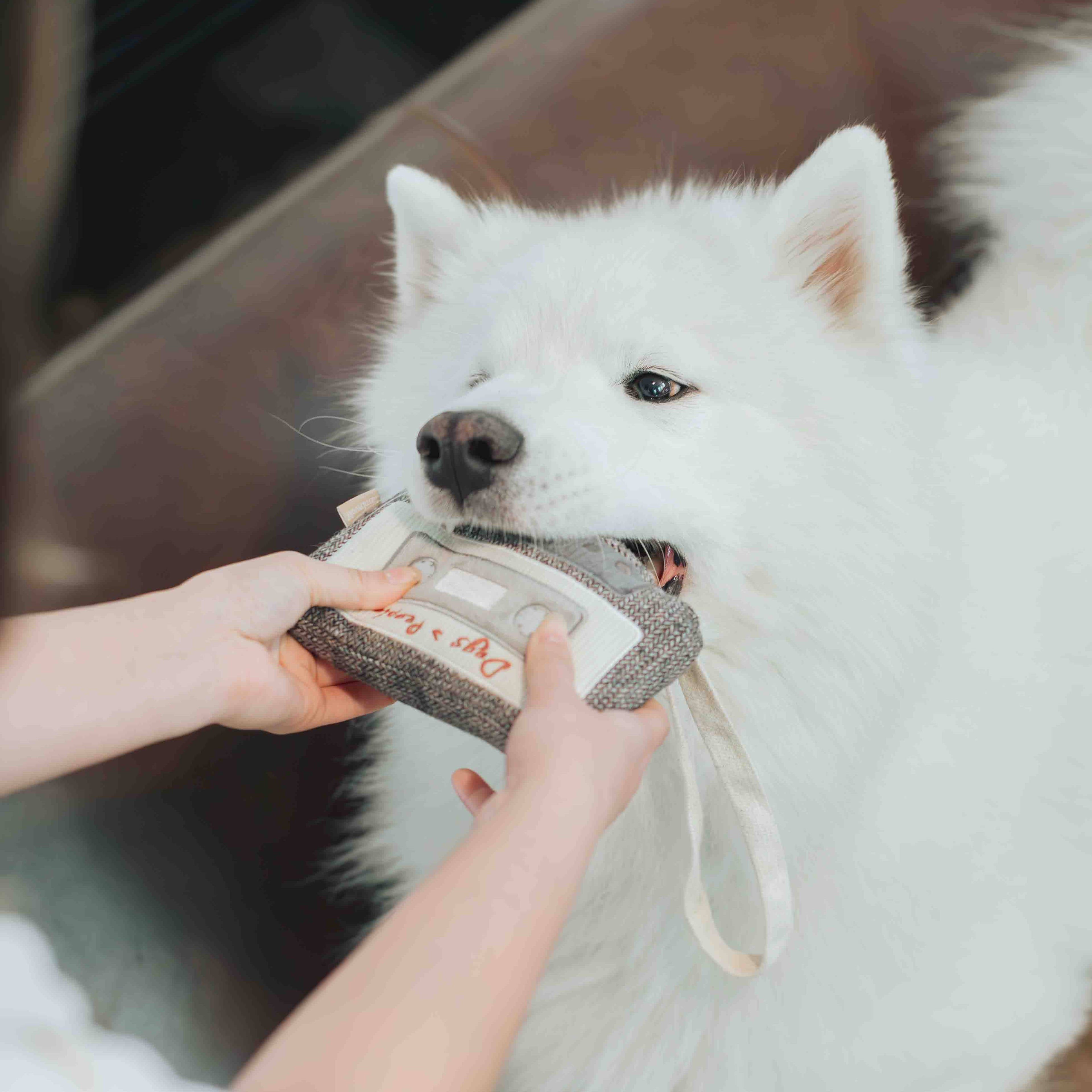 Jouet pour chien CASSETTE - Fouille