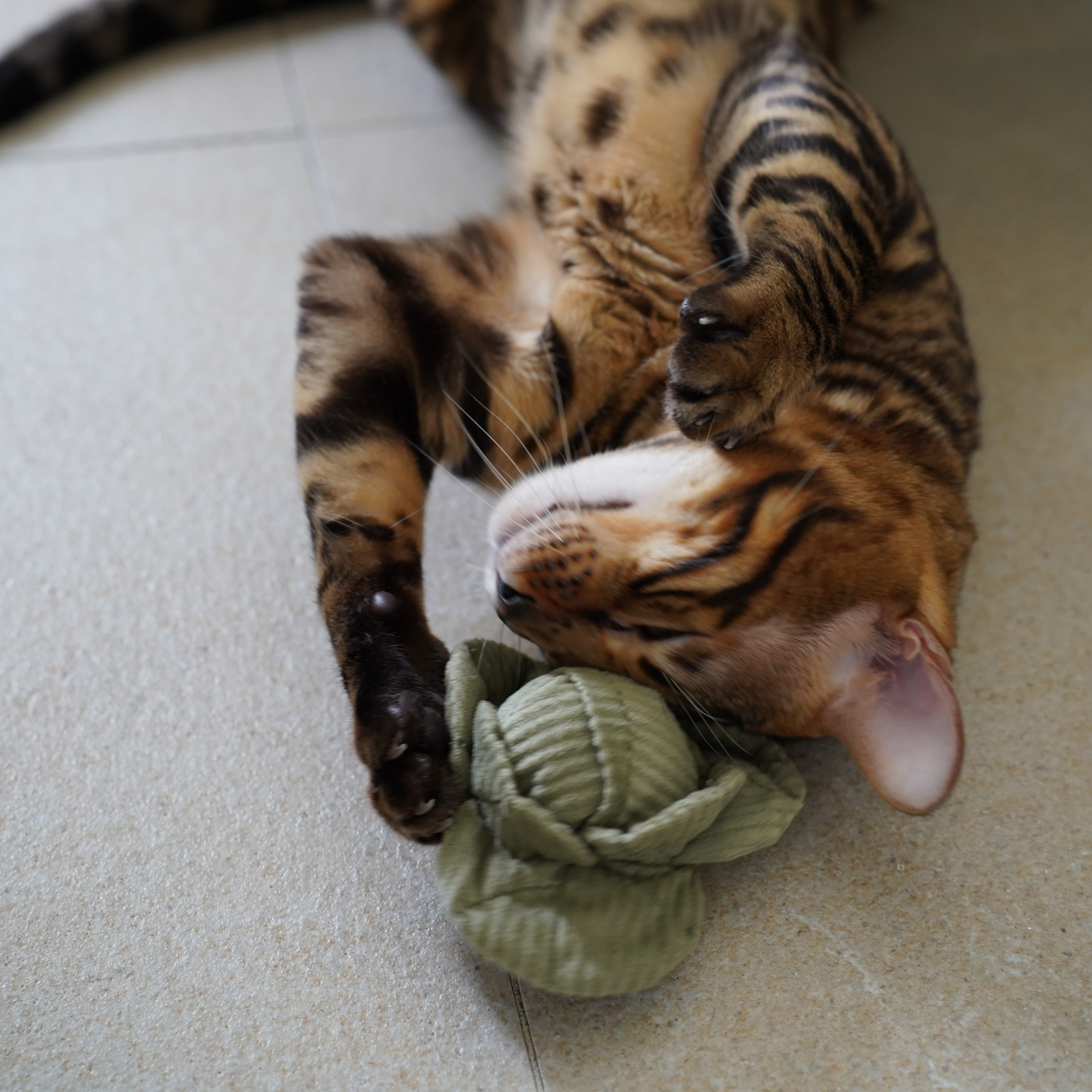 Jouet pour chat LEGUMES