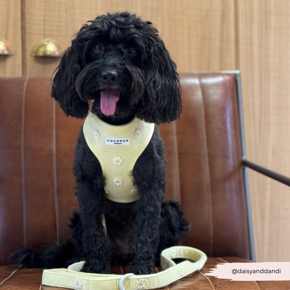 Laisse Buttercup Pup – Cocopup London