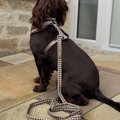 Laisse Cotswolds Check – Cocopup London